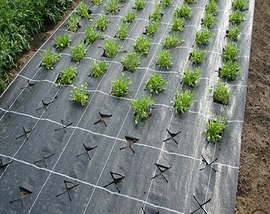 Vải địa kỹ thuật ngăn ngừa sự phát triển của cỏ dại